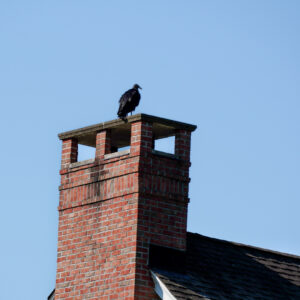 Prevent animal intrusion on your Gettysburg, PA chimney